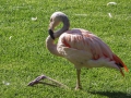 14_Flamingo im Loro Park