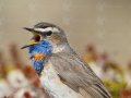 Blaukehlchenkl8299