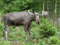 Elch_kl1275