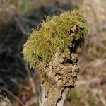 EBra-Naturfiguren-3