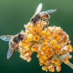 Schwebfliegen