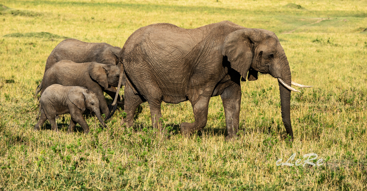 Leo Rebhandl – Tiere der Savanne 09/2015