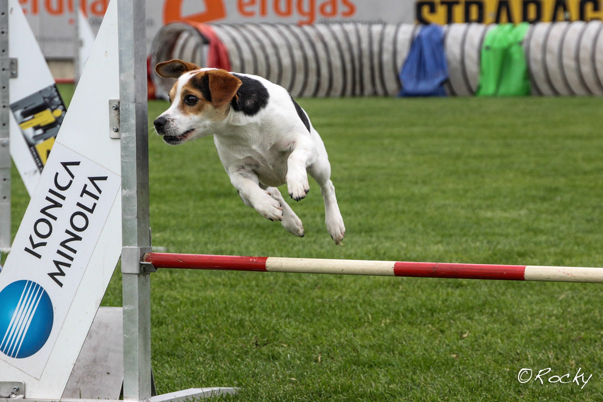 Herbert Rockenschaub – Hundesport 09/2015