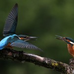 Vereinsmeisterschaft_2015_Bewegung