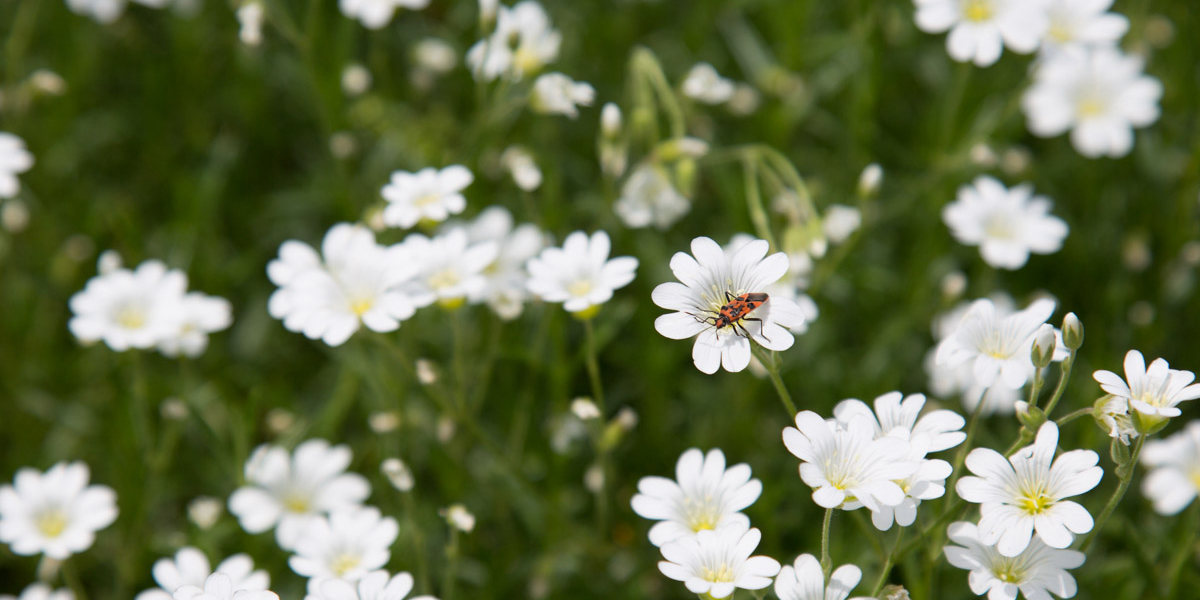 Quartalsbilder 02/2016 Thema Blumen-Makro