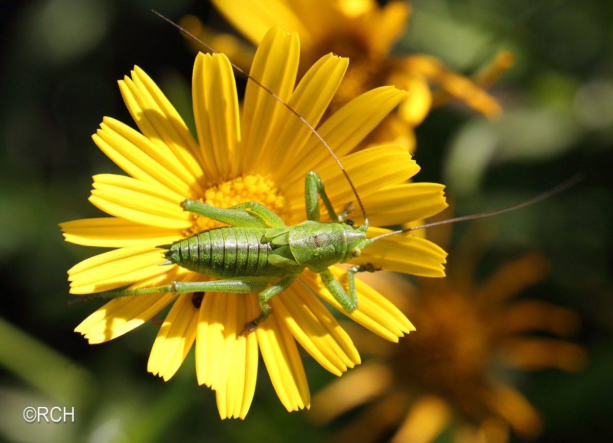 Roland Christen – Insekten 06/2016