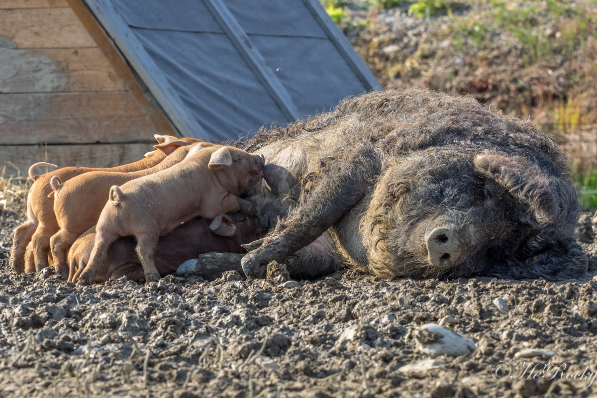 Herbert Rockenschaub – Schweinereien 6/2016