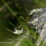 Belluneser Dolomiten_04