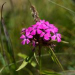 Belluneser Dolomiten_19