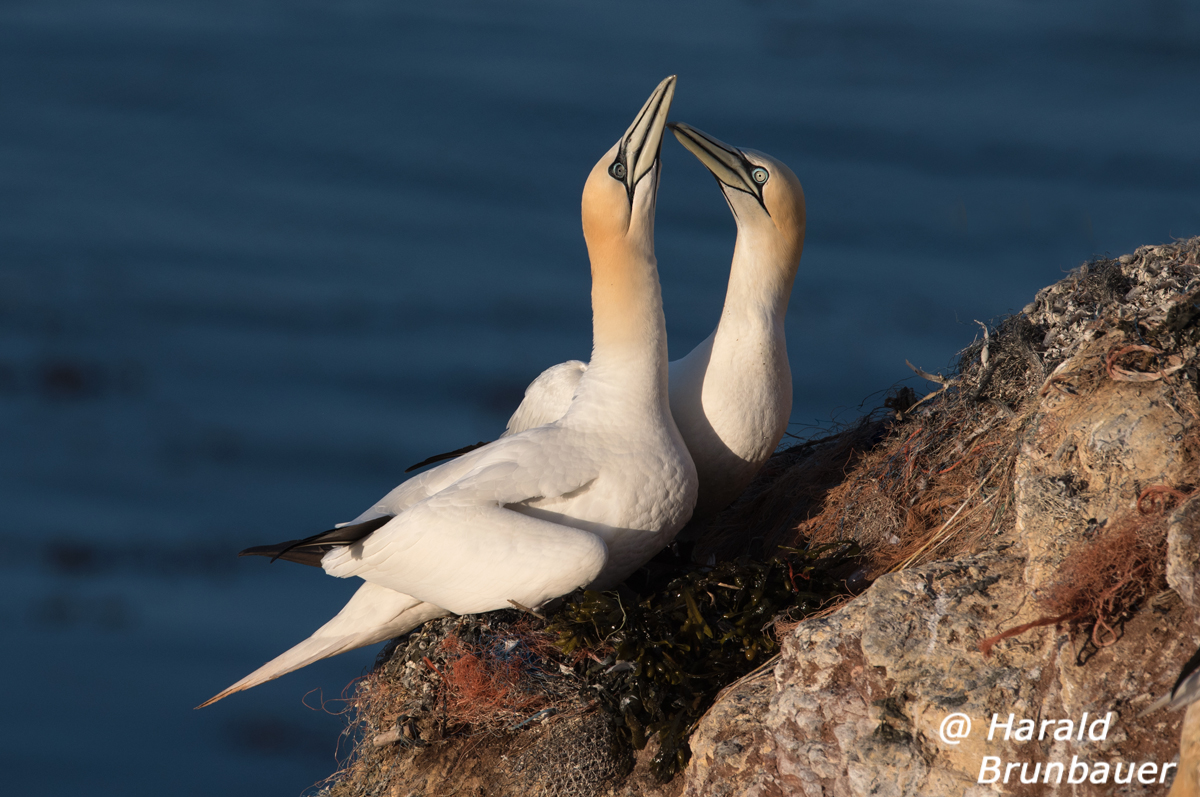 Harald Brunbauer – Helgoland Fotoreise 4/16