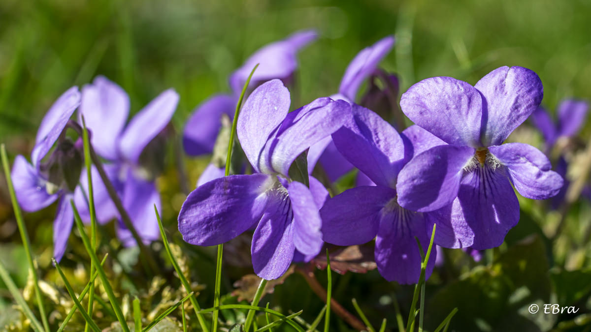 Quartalsbilder 2/2017 Thema: Frühlingserwachen