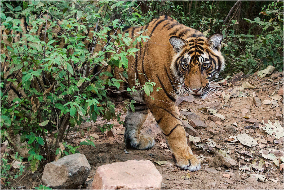Maria Strauss – Tigerreservat in Indien 06/2017