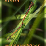 sommerwuensche-2017-k