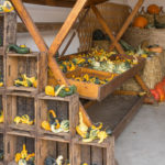 Eder-Alfred_Homepage-Kuerbis-10