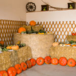 Eder-Alfred_Homepage-Kuerbis-12