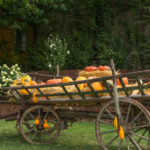 Eder-Alfred_Homepage-Kuerbis-15