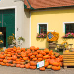 Eder-Alfred_Homepage-Kuerbis-2