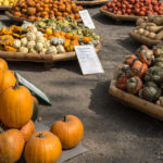 Eder-Alfred_Homepage-Kuerbis-4