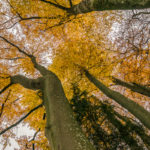 Herbst Schumm2