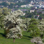 StUlrich