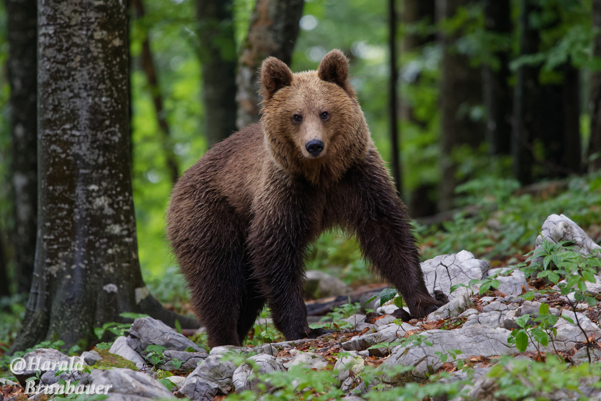 Harald Brunbauer – Bären in Slowenien 5/2018