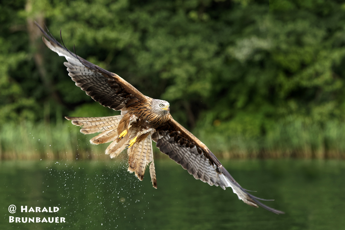 Harald Brunbauer – Müritz Nationalpark 06/2018