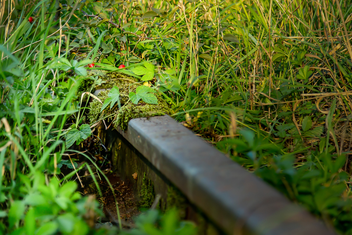 Vereinsmeisterschaft 2018 – Thema: NATUR SETZT SICH DURCH