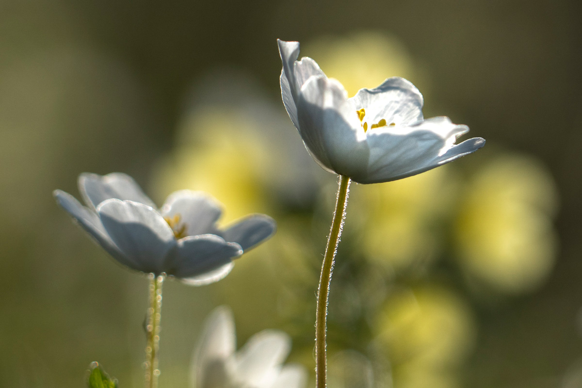 Quartalsbilder 04/2019 Thema: Gegenlicht & Panorama