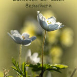 HP-Fruehl-Sommer19-k
