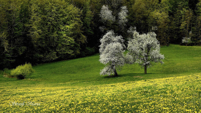Strauss-Fruehling-8