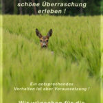 fotoklub-ulrich-sommer-2020