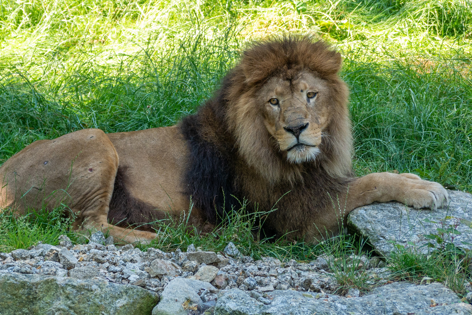 Helmut Rockenschaub – Tierpark Stadt Haag 07/2020