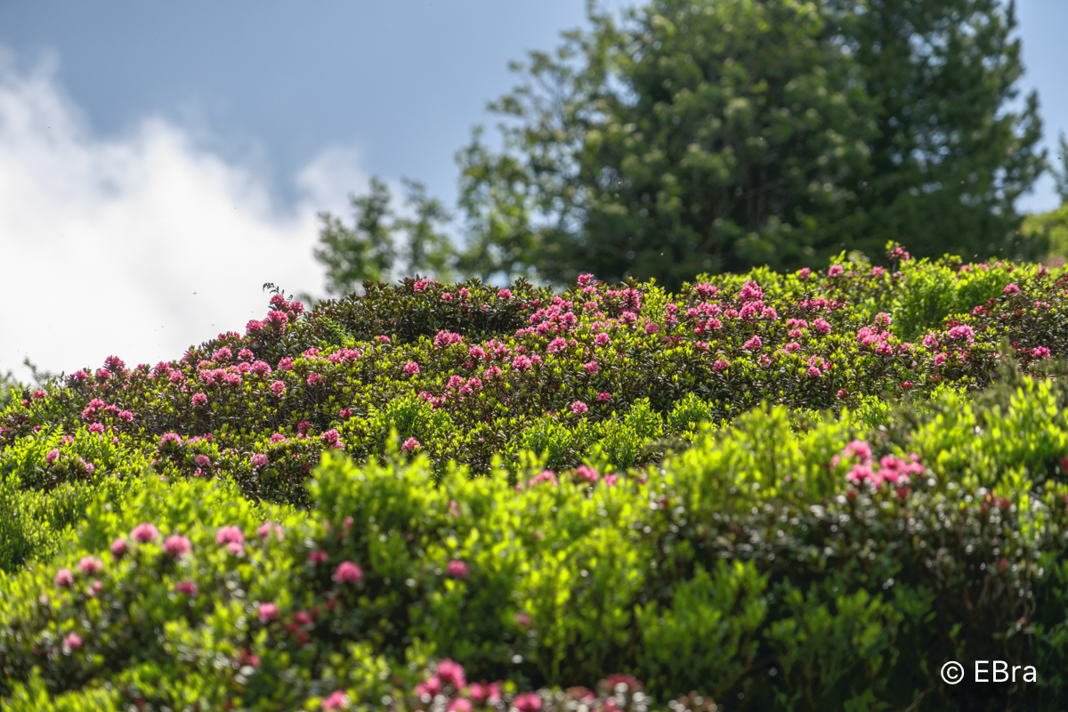 Erwin Brandner – Naturpark Riedingtal 7/2020