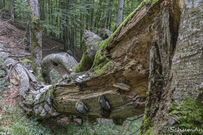 Bäume (14)
