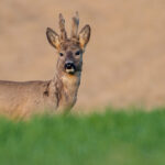 Slider_Frei3