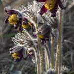 Frühlingsblumen (10)