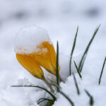Frühlingsblumen (12)