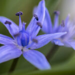 Frühlingsblumen (13)