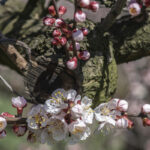 Frühlingsblumen (14)