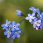 Frühlingsblumen (19)
