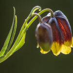 Frühlingsblumen (2)