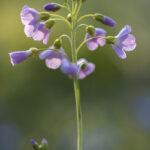 Frühlingsblumen (20)