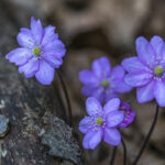 Frühlingsblumen (3)