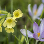 Frühlingsblumen (4)