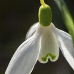 Frühlingsblumen (6)