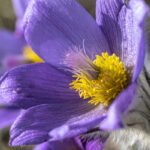 Frühlingsblumen (8)