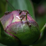 Slider-InsektenII