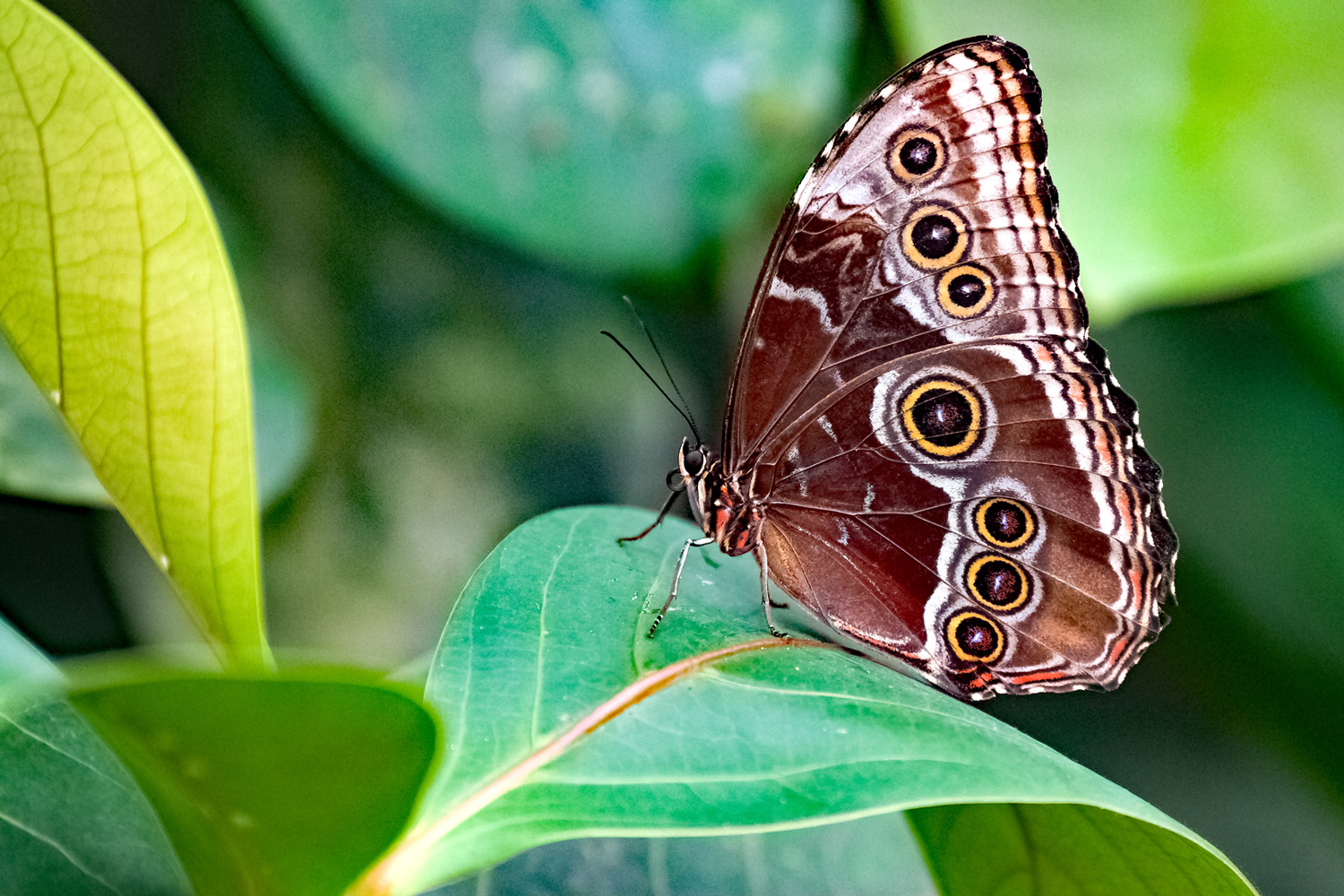 Monatsbilder 05/2021 – Thema: Makro-Insekten