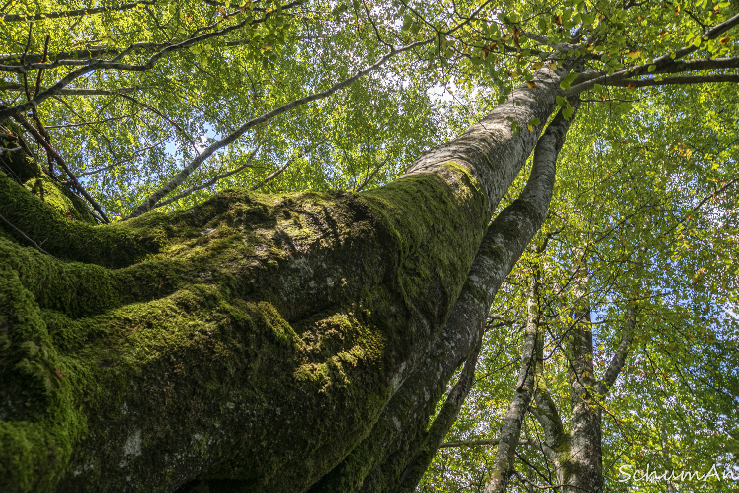 Anneliese Schumm – Im Urwald 10/2021