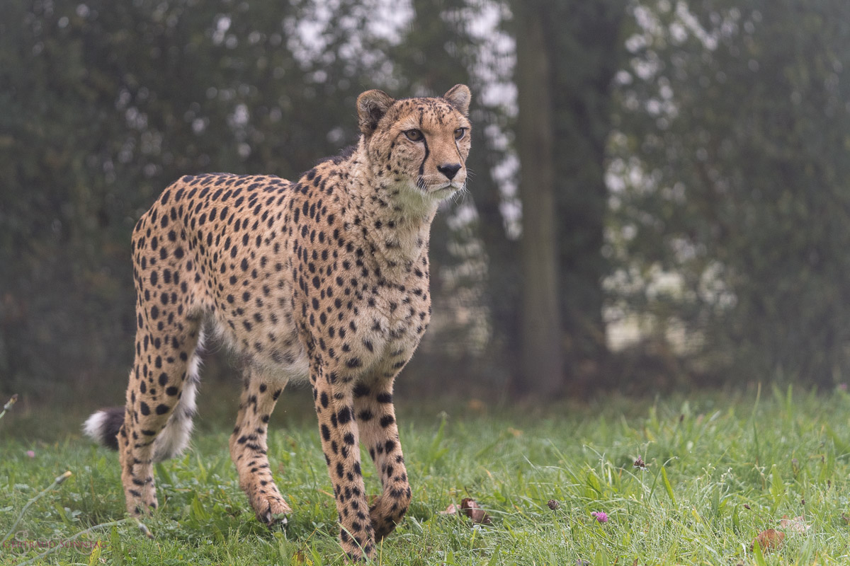 Gertraud Sonntag – Tierpark Altenfelden 10/2021